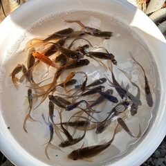 金魚（鉄魚）をお譲りしますの画像