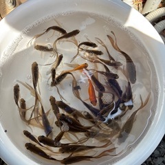 金魚（鉄魚）をお譲りしますの画像