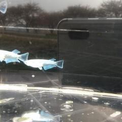 ❮取引決定❯めだかマリアージュKWF  6匹3ペアの画像