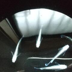 ❮取引決定❯めだかマリアージュKWF  6匹3ペアの画像