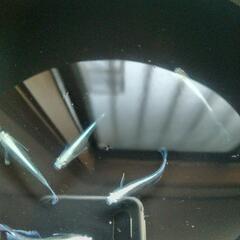 ❮取引決定❯めだかマリアージュKWF  6匹3ペアの画像