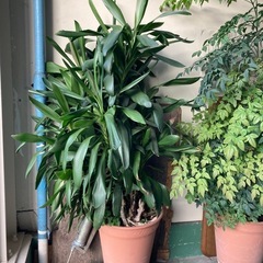 決定　観葉植物　　