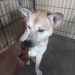 ★緊急募集 雑種犬 柴犬風 1歳11ヶ月★ - 里親募集