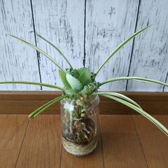 観葉植物　オリヅルラン子宝草他