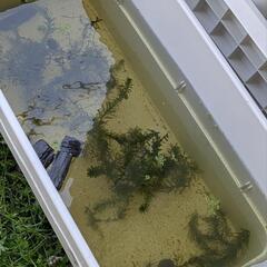 タマミジンコ　オオミジンコ　メダカや金魚の餌にいかがですか？  ...
