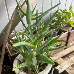 アロエ