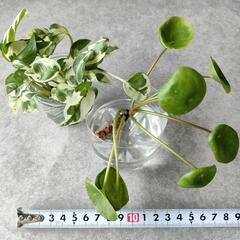 観葉植物　パンケーキプランツ　斑入り　ポトス　ピレア・ペペロミオ...