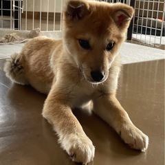 柴犬MIXかも。ヤンチャ盛りの女の子ダイナちゃん - 里親募集