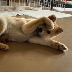 柴犬MIXかも。ヤンチャ盛りの女の子ダイナちゃん - 安曇野市