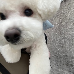 犬友達 募集中♡ - メンバー募集