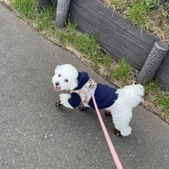 犬友達 募集中♡ - 友達