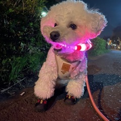 犬友達 募集中♡ - 相模原市