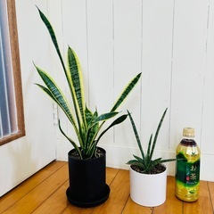 サンセベリ2種 空気浄化植物
