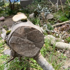 カシノキ の画像