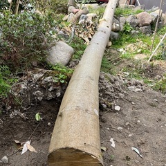 カシノキ の画像