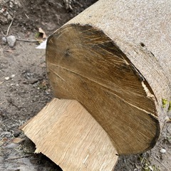 カシノキ の画像