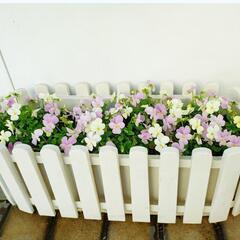 珍しいピンクのビオラです。色変わり高級ビオラ 苗 ピンク 白
