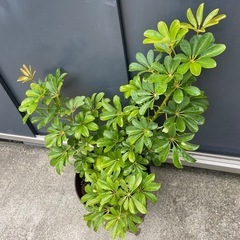 カポック(シェフレラ) 観葉植物の画像