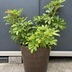 ランキングキーワードに紐づく投稿画像-観葉植物