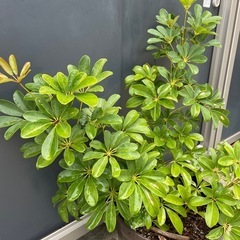 カポック(シェフレラ) 観葉植物の画像