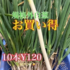 規格外白葱　10本120円