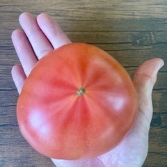 水切りトマト🍅　若松ブランドトマト‼️ 1玉150円‼️ 野菜🧑‍🌾