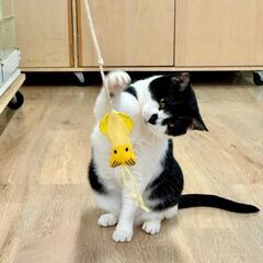【札幌】ニャン友キャットラウンジ保護猫の譲渡会〈4/29〉 − 北海道