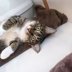 【札幌】ニャン友キャットラウンジ保護猫の譲渡会〈4/29〉 - イベント