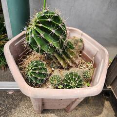 サボテン🌵の画像