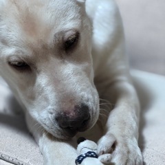 大型犬に使えるもの