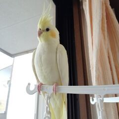 オカメインコを逃がしてしまった
