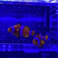 海水魚　クマノミの画像