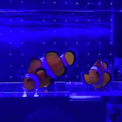 海水魚　クマノミの画像