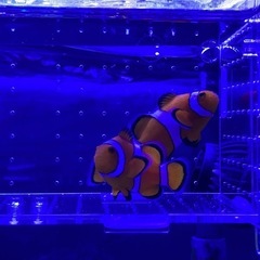 海水魚　クマノミ