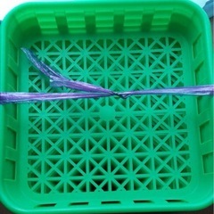 菌糸瓶　菌糸ボトル　菌糸の画像