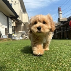 【飼い主様決まりました】ペキプーの男の子🍭約3ヶ月