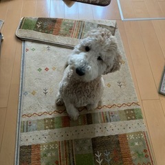 元気な女の子です。もらって下さい。