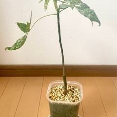 希少　パキラ　ミルキーウェイ　実生の画像