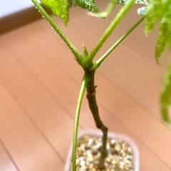 希少　パキラ　ミルキーウェイ　実生の画像