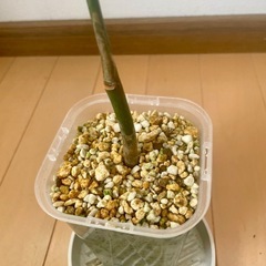 希少　パキラ　ミルキーウェイ　実生の画像