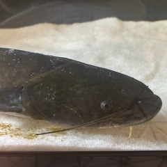 巨大ナマズ 約55cm 最終値下げの画像