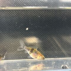 寿惠廣錦・金魚