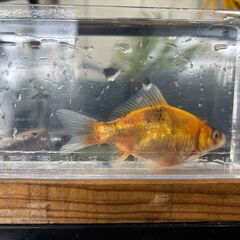 銀鱗三色和金（メタリックキャリコ和金）金魚