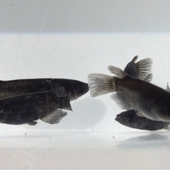 終了⭐️オロチメダカ⭐️  ♂3 ♀2の画像