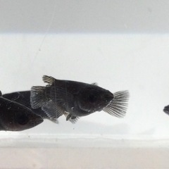 終了⭐️オロチメダカ⭐️  ♂3 ♀2の画像