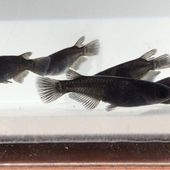 終了⭐️オロチメダカ⭐️  ♂3 ♀2の画像