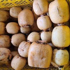 訳ありレンコン　着払い　大幅値下げ