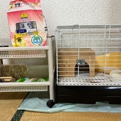 うさぎゲージ