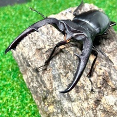 （ＷＤオス単B品）マンディブラリスフタマタクワガタ