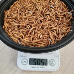 ミルワーム 500ｇ<オンライン決済専用>
